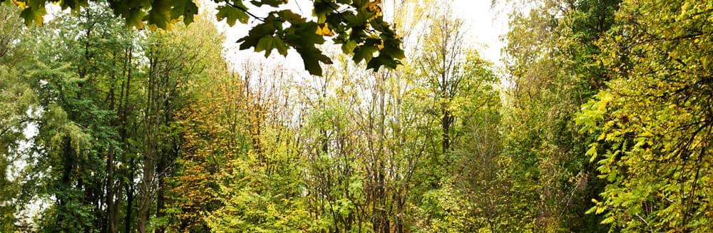 woods.jpg