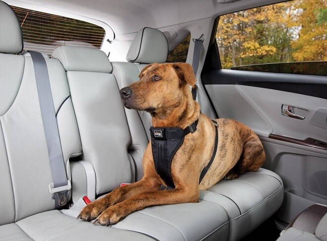 Dog Safety Toyota of N Charlotte