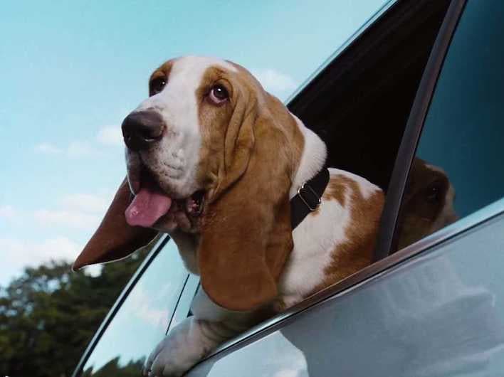Toyota in Central Florida New Toyota pet tips