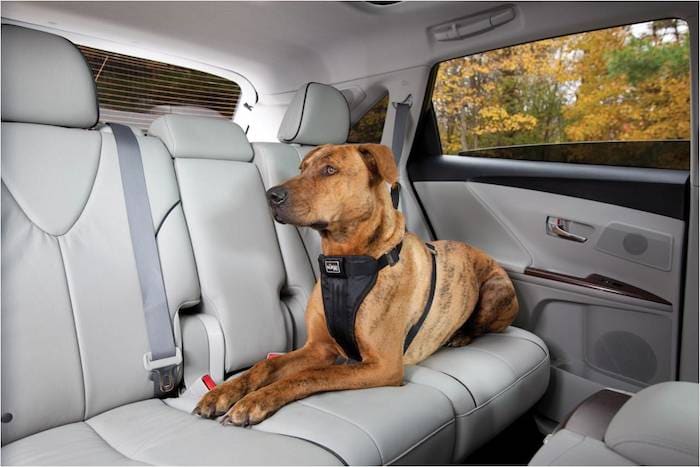 Pet car harnesses Toyota of Orlando pet safety tips