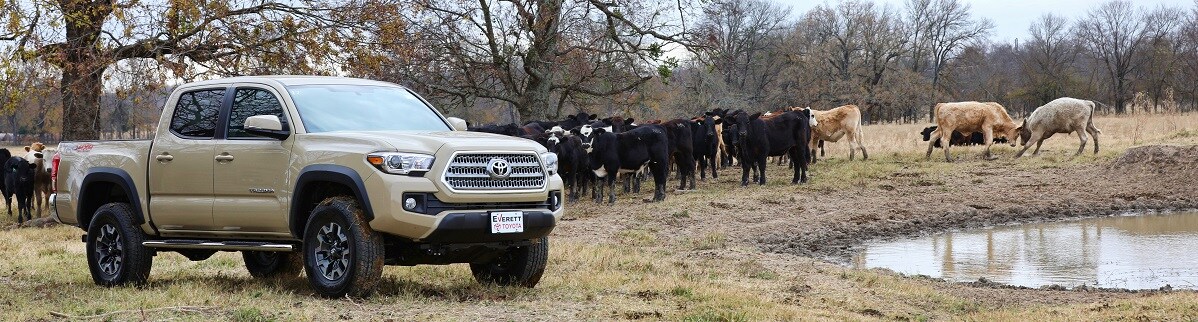 18 Tacoma cows.jpg