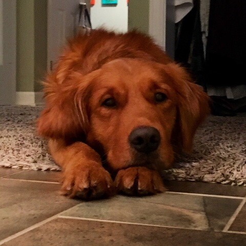 dog.jpg