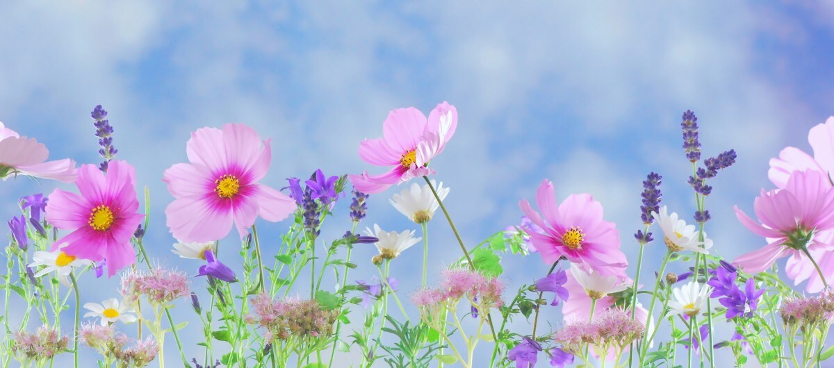 wild_flowers_flowers_plant_macro_nature_pink_flower_white_yellow-1086760.jpg
