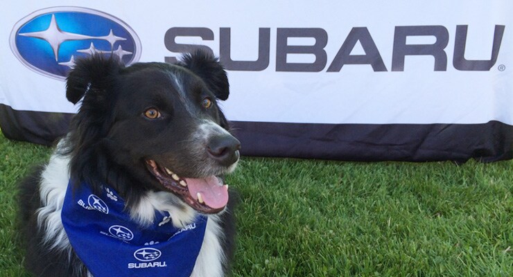 bentley-and-subaru.jpg