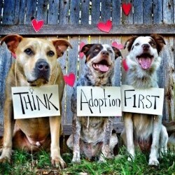 humane.jpg