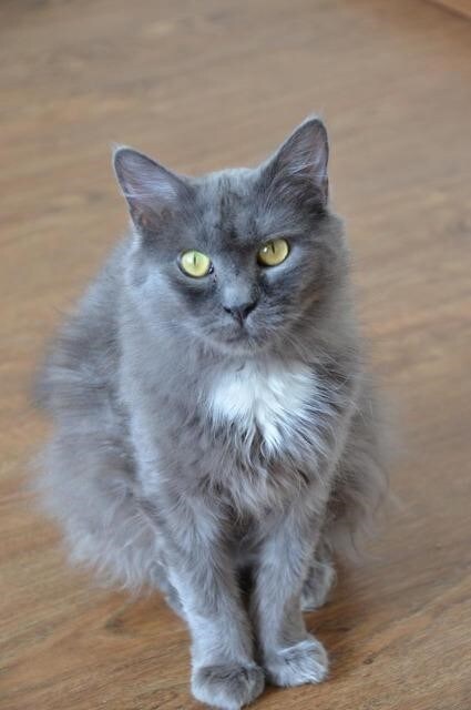 Pet of the Month.jpg
