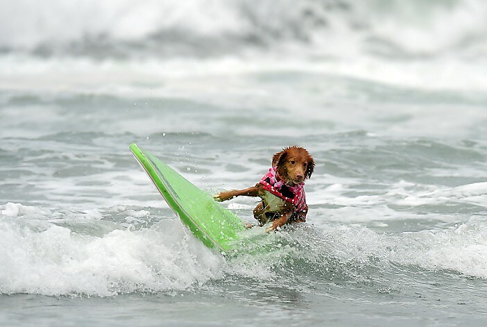 dogcooler4.jpg