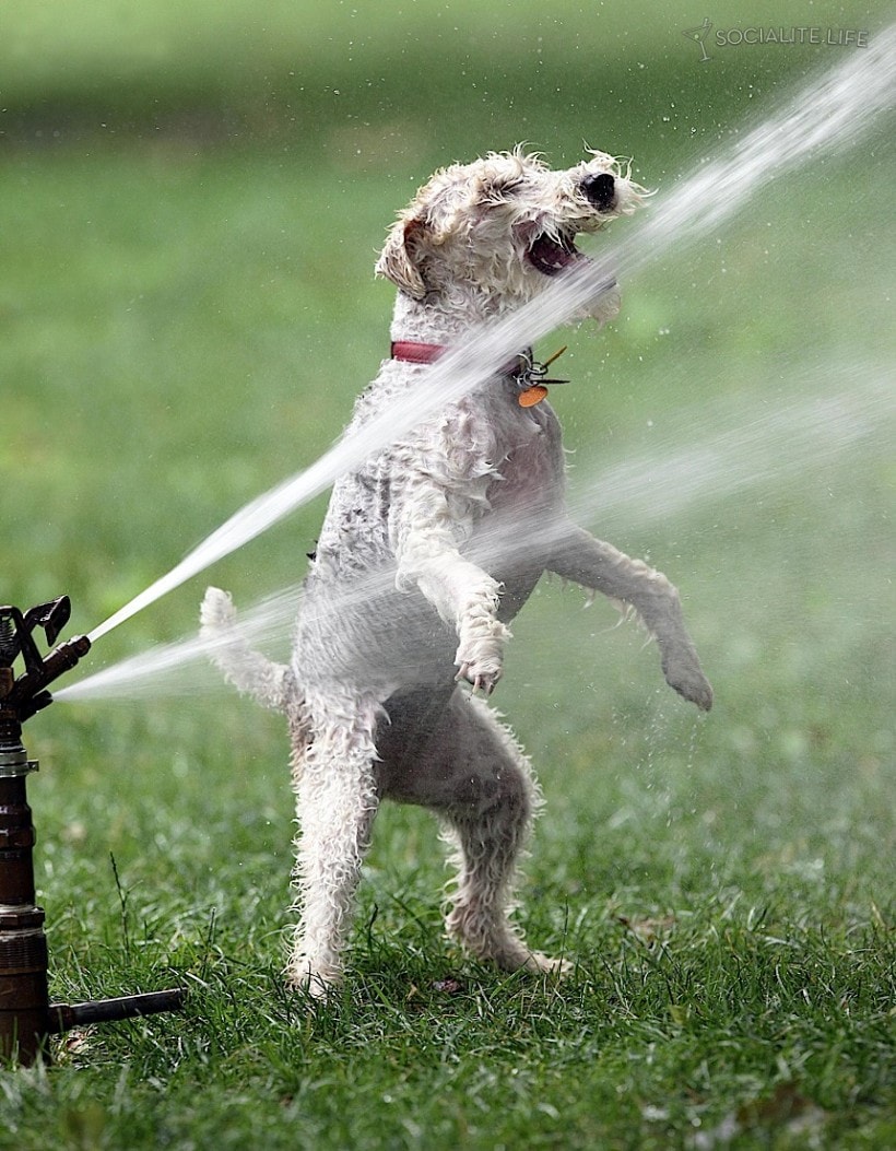 dogsprinkler4.jpg