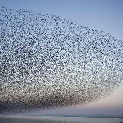 Birds Migrating Milky Way Scientists.jpg