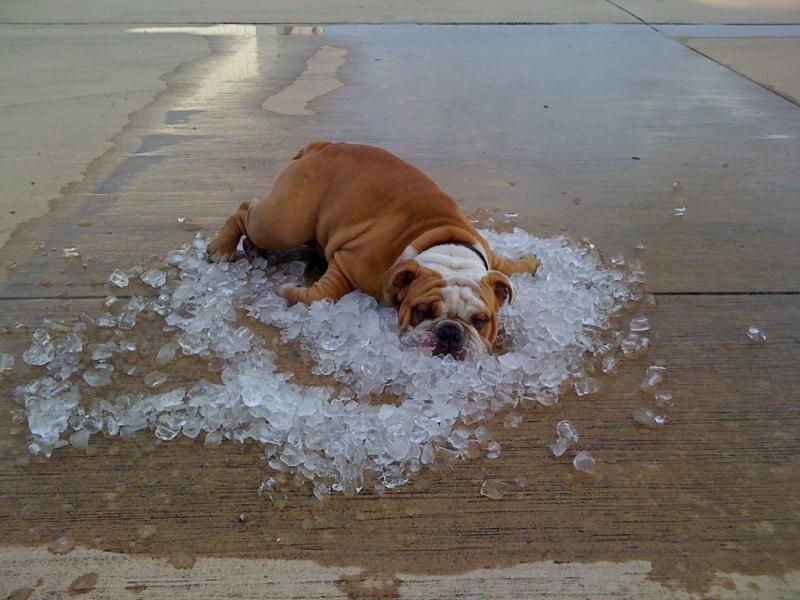 dog cooling off jpg.jpg