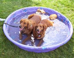 dogpool6.jpg