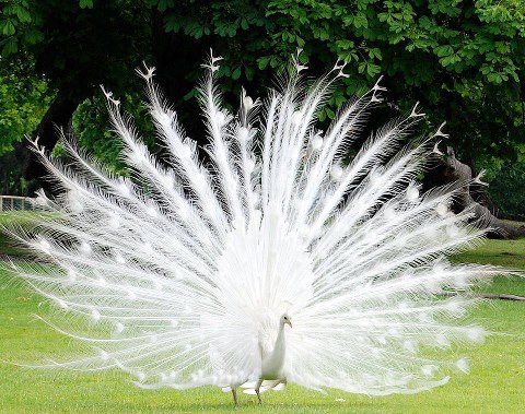 peacock.jpg