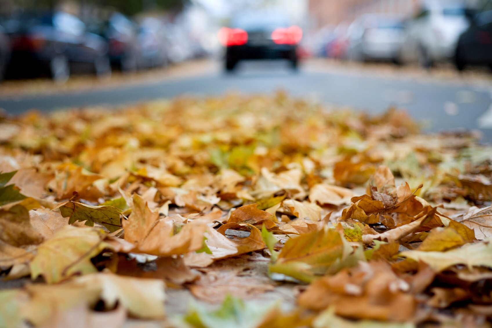 Autumn leaves near car.jpg