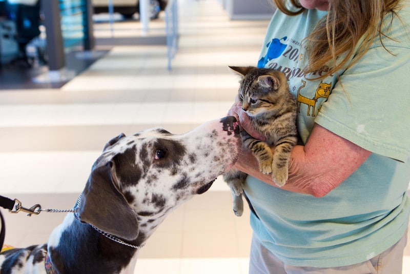 wilkinspets12_30.jpg