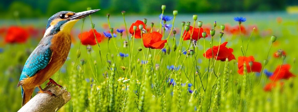 nature-environmental-grass-bird(Copy).jpg