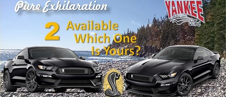 2017 Shelby Mustang Twins mobile.jpg
