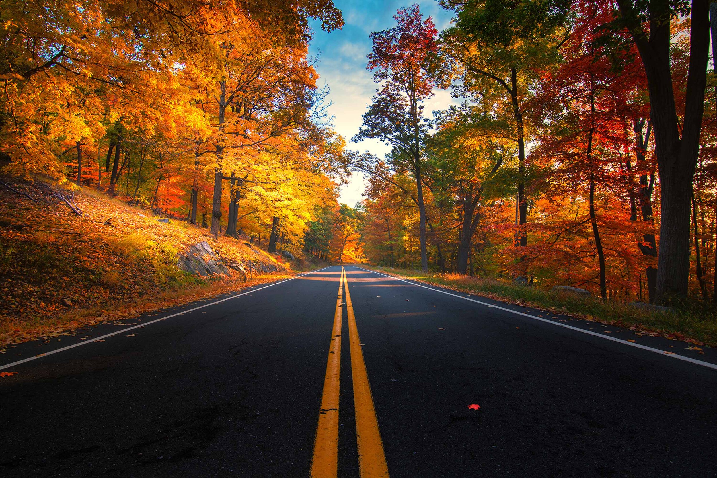 Fall foliage