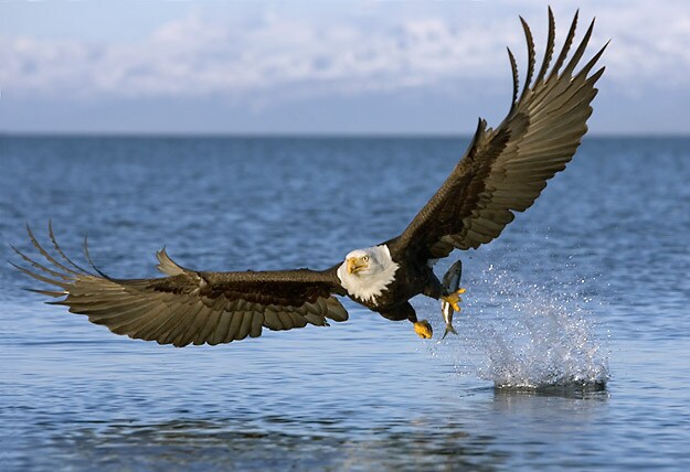 Bald Eagle Bald Eagle Capturing Fish from Lake