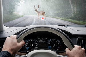 Large Animal Detection Auto Braking
