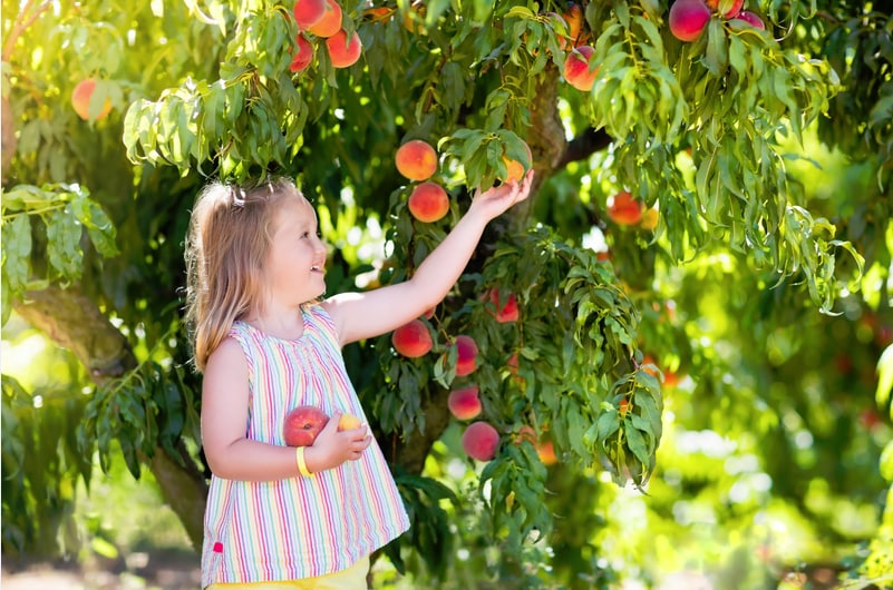 Peach Festival Kicks off Spring in the Valley This May Phoenix