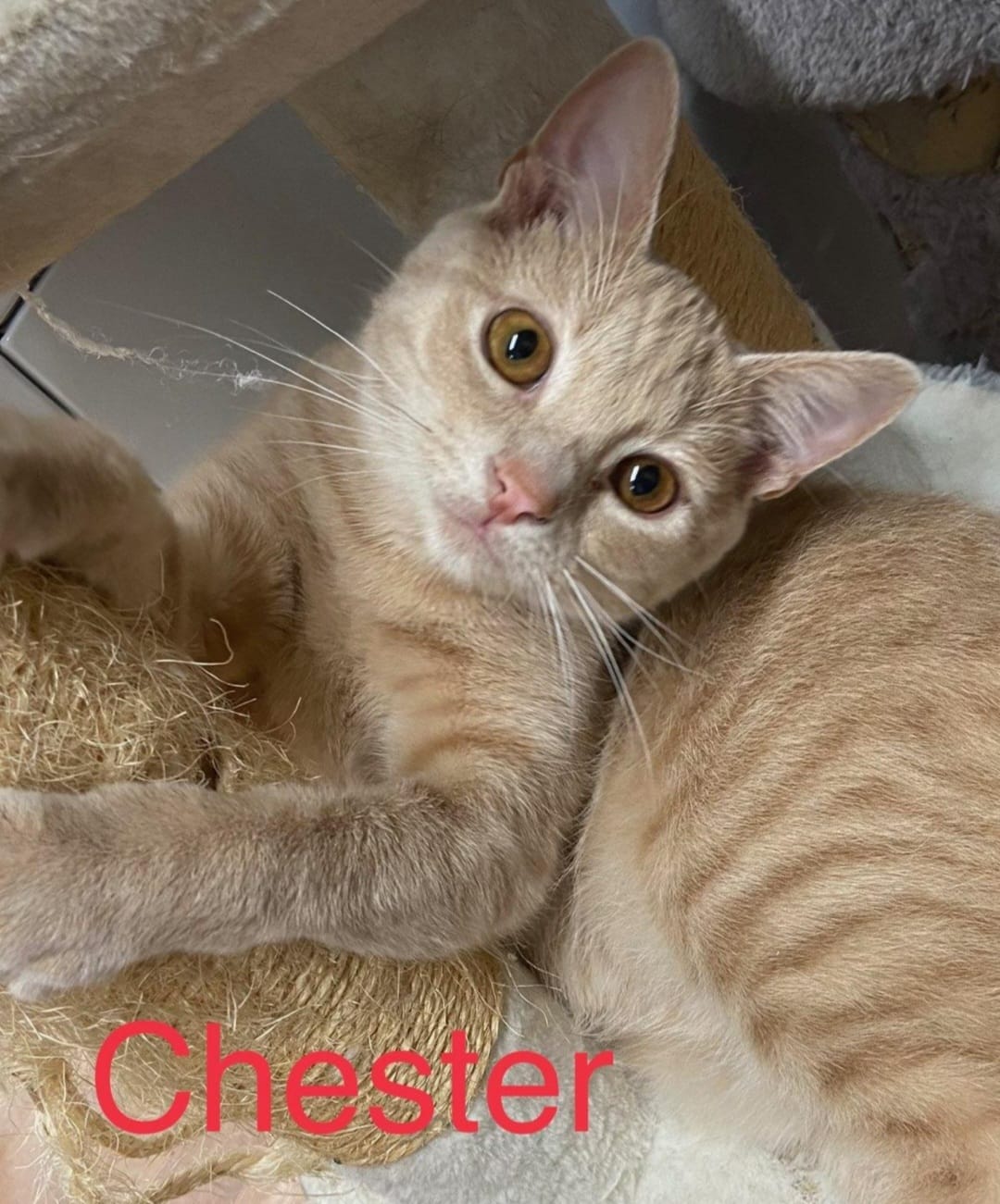 chester.jpeg