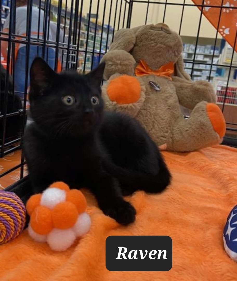raven.jpeg