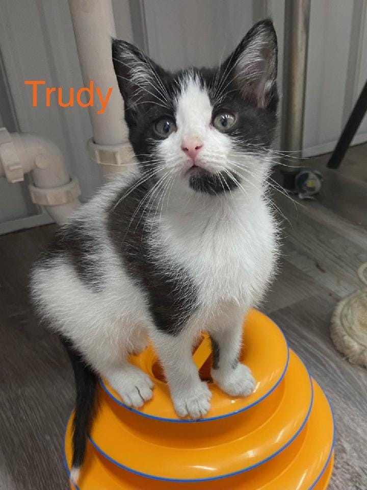 trudy.jpeg