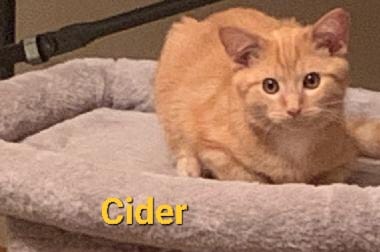 cider.jpeg