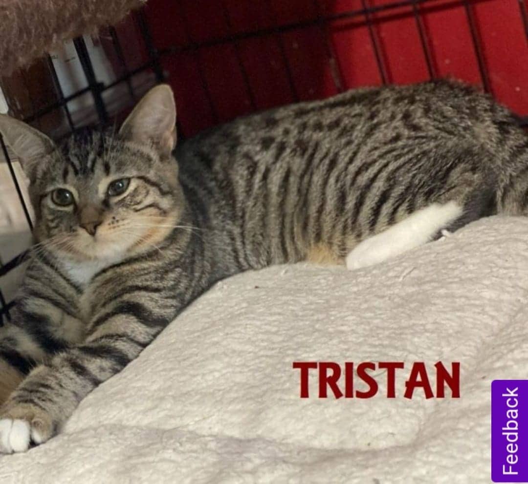 tristan.jpeg