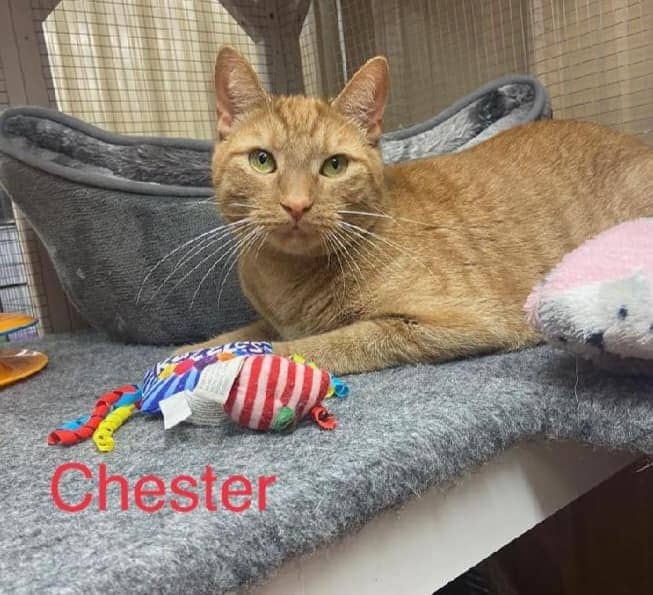 chester 2.jpeg