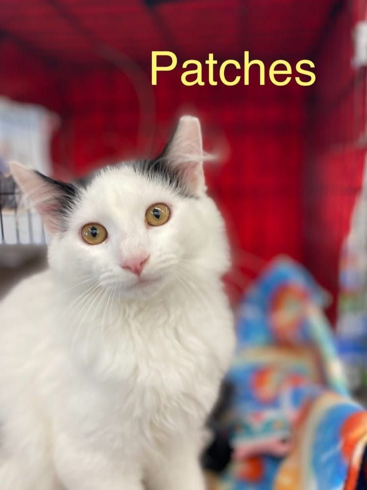patches.jpeg