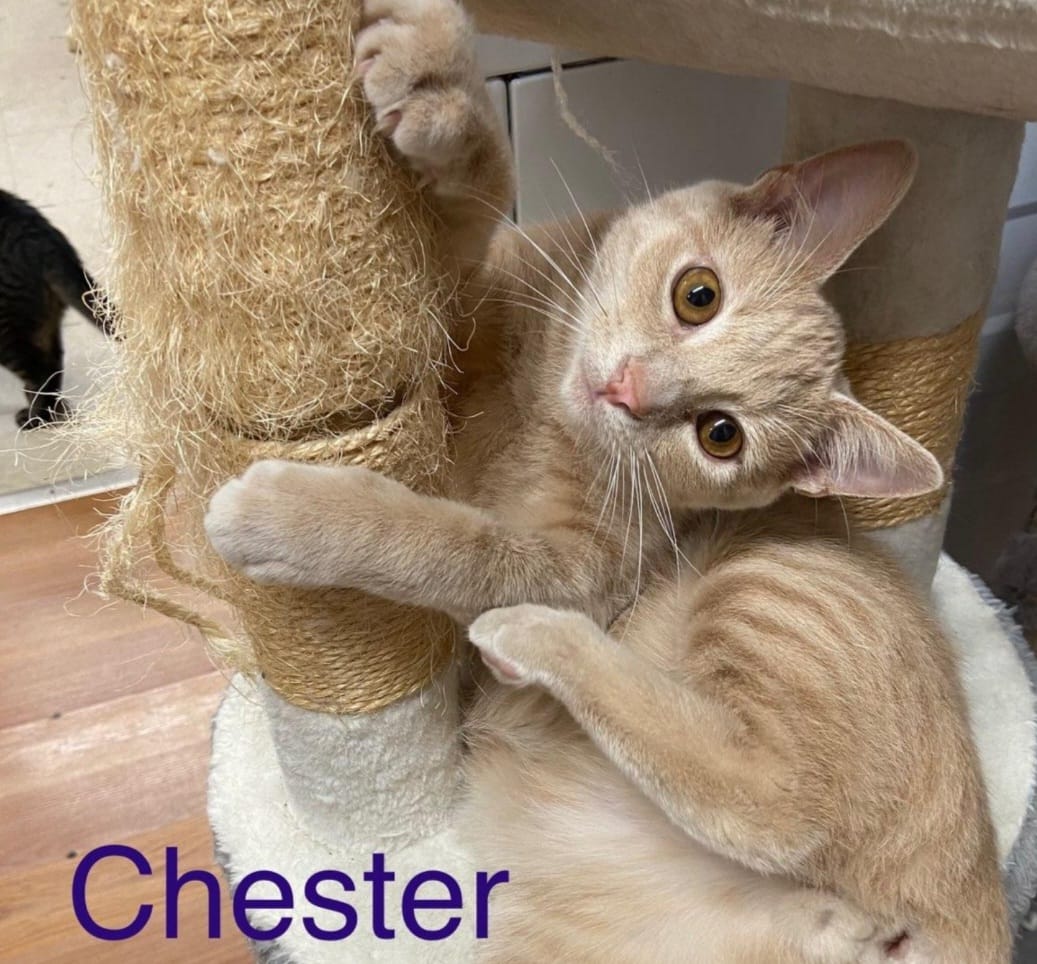 chester 2.jpeg