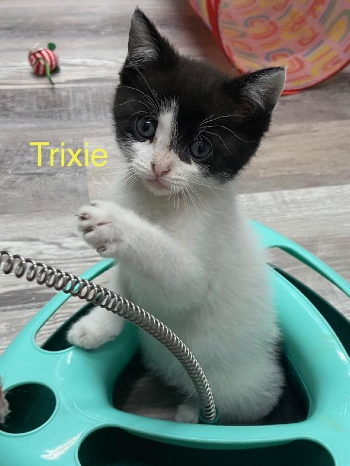 trixie.jpeg