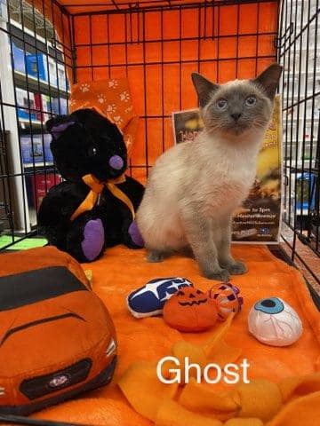 ghost.jpeg