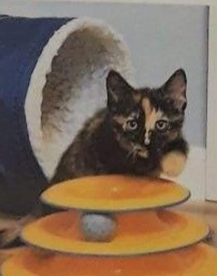maizie.jpeg