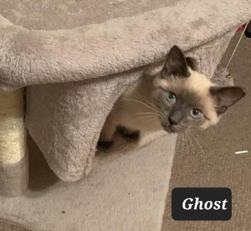ghost.jpeg