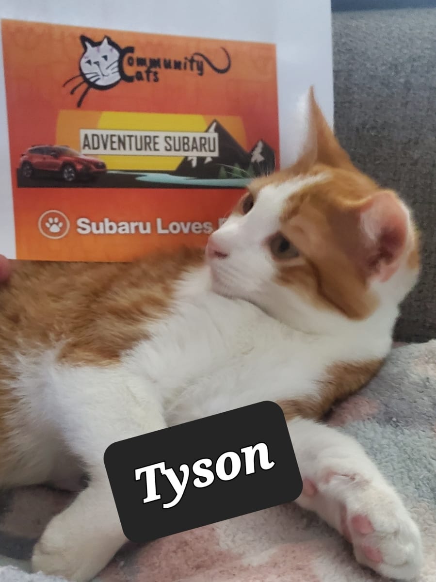 tyson.jpeg