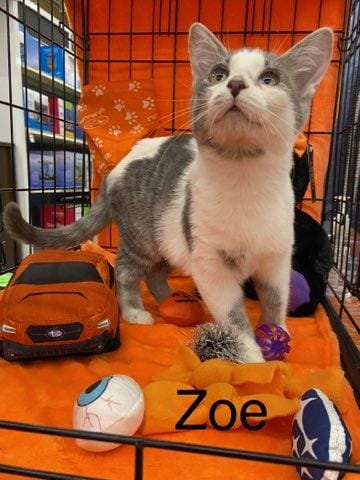 zoe.jpeg