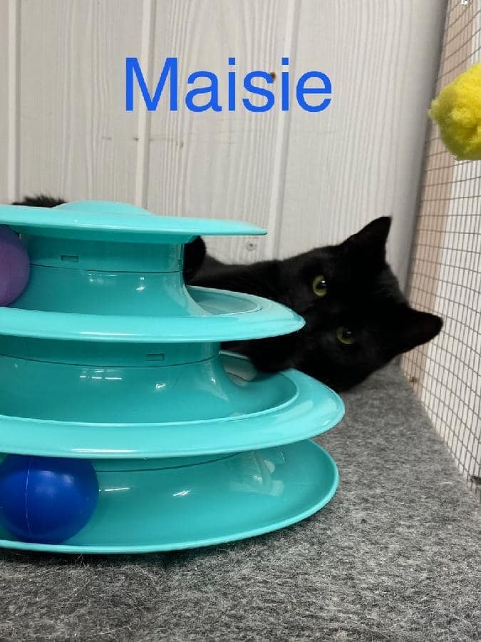 maisie 1.jpeg