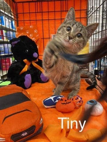 tiny.jpeg