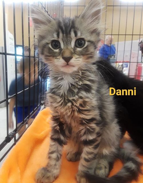 danni.jpeg