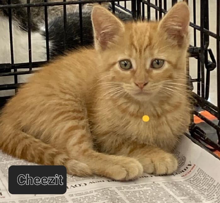 cheezit.jpeg