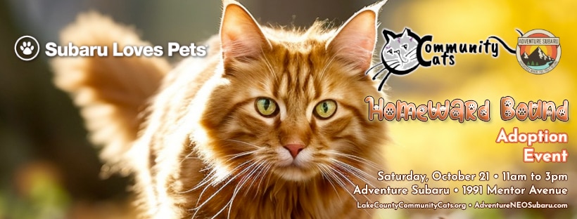 Homeward Bound banner.jpg