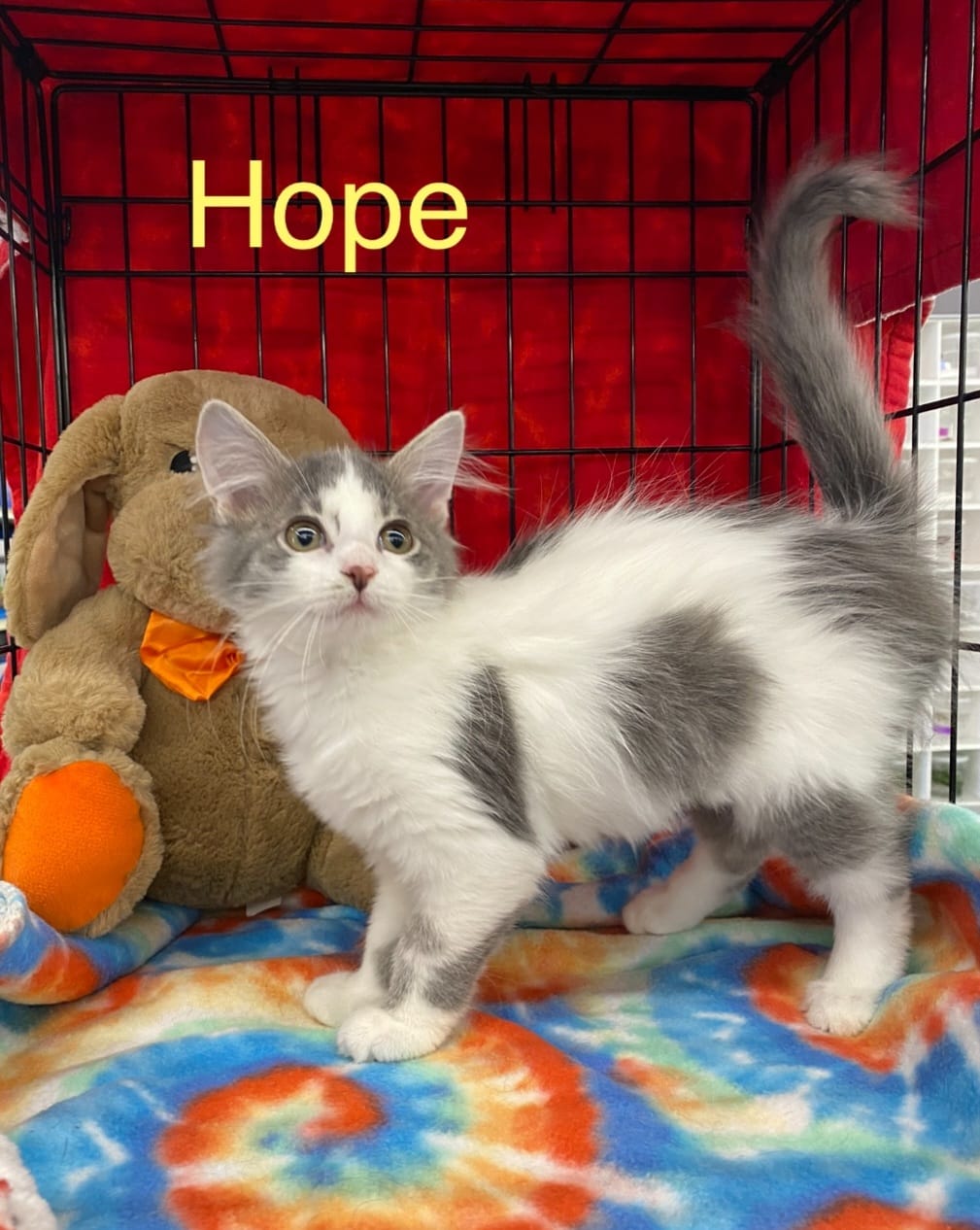 hope.jpeg