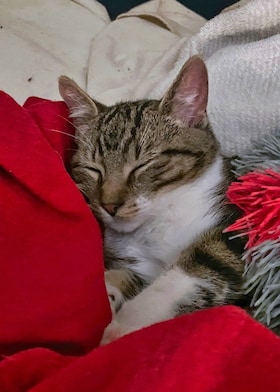 Staff member Tiberius from ID_88d266