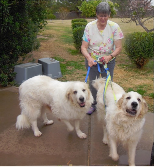 Phoenix Dog Adoptions