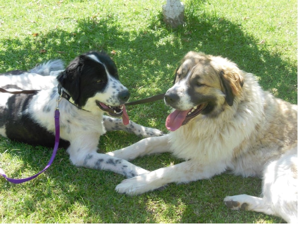 Phoenix Dog Adoptions
