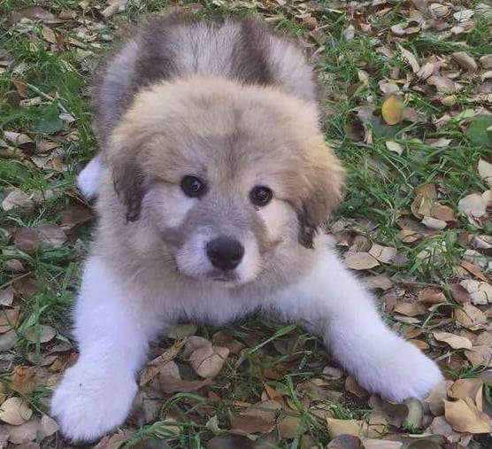 Azpyrs Phoenix Dog Adoptions Meet Buddy