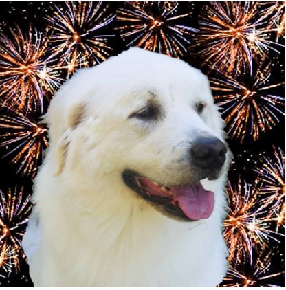 Phoenix Dog Adoptions Bear