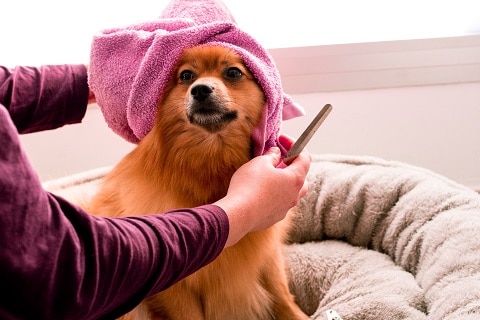 dog getting groomed in oneonta, al